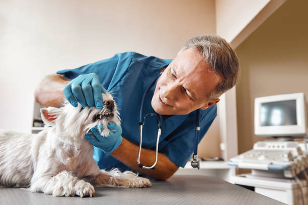  Spring City, TN Emergency Dentist Pros